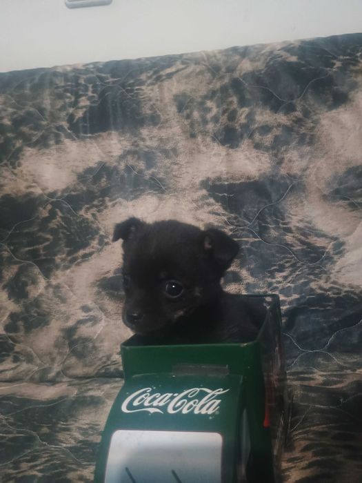 Свободни момчета чухопинчери