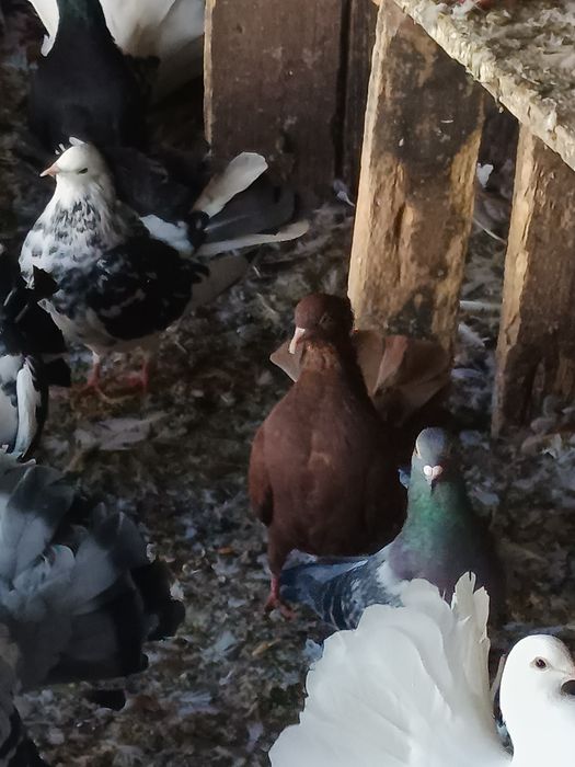 Porumbei înfoiați colorați și albi