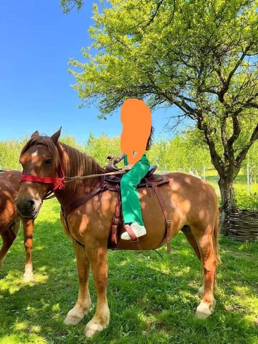 Vând o iapa și un manz