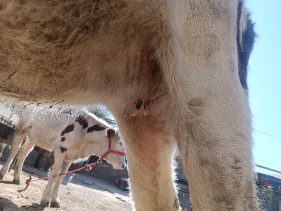 Chorniy piyostira- shvit gibrit bugoz 5oyli