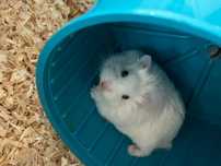 Hamster alb de  Iarna cu tot cu cușcă