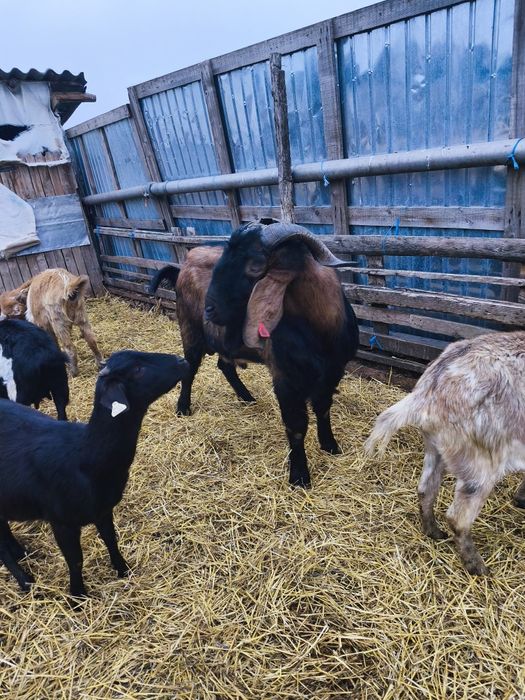 Vând țap anglonubian foarte masiv