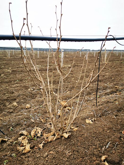 Puieti de alun certificati , eticheta albastra, anul 2