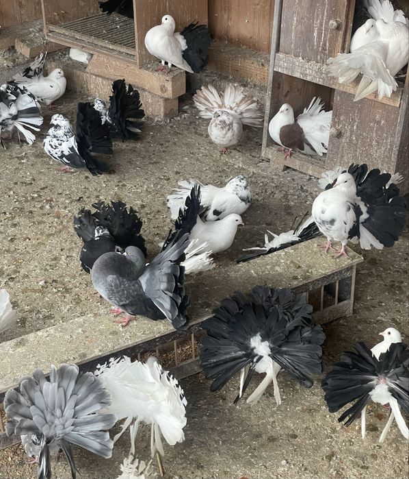 Porumbei voltați de vânzare