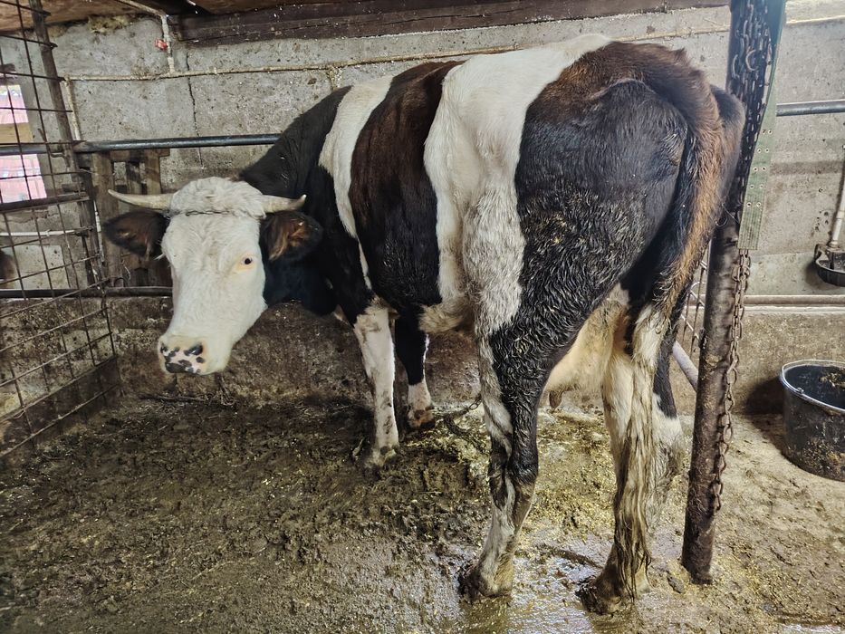 De vânzare vaca de lapte