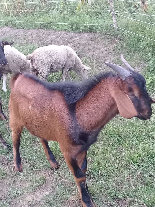 Vand țap anglo nubian vârstă 7 luni bun pentru monta
