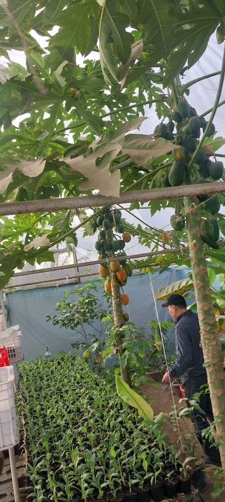 Papaya va banan ko'chatlari sotiladi