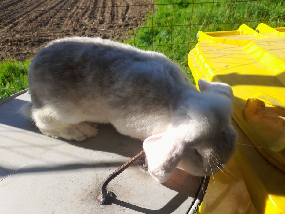 Iepuri berbec german și uriaș