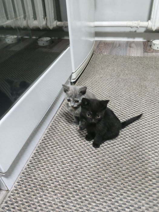 Отдам котят  даром