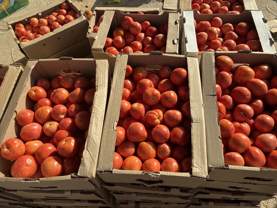 Продаю помидоры