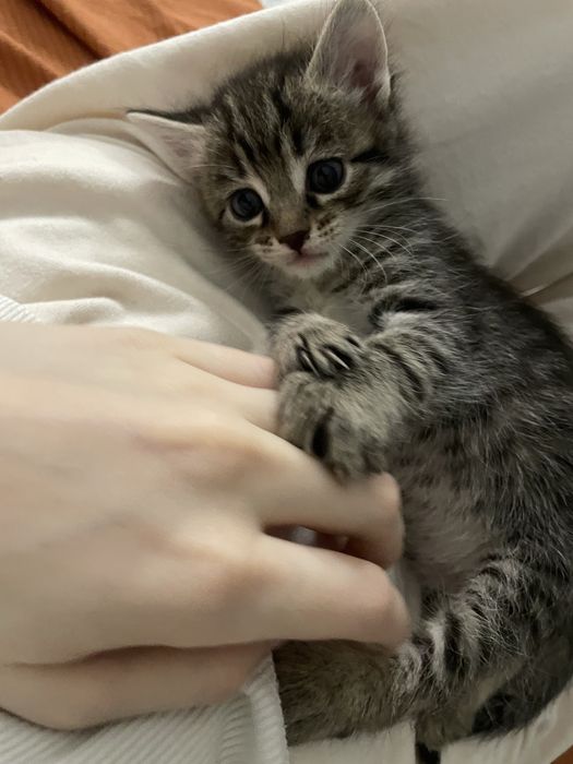 Котенок в добрые руки