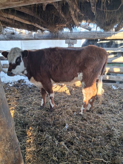 Продам 2 телочки