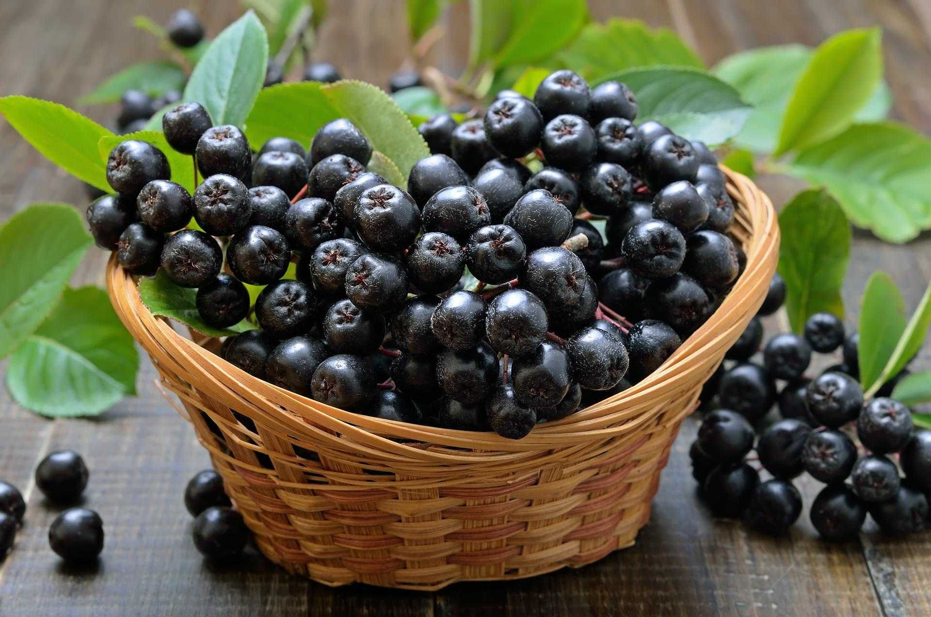 aronia de 3 ani cu fructificare