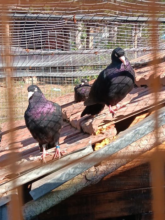 Млади сатинети..