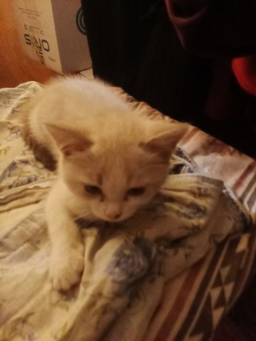 Кошечка ищет дом