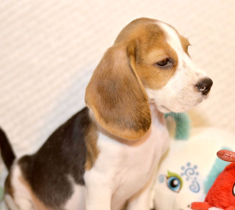 Pui Beagle tricolor din parinti cu pedigree