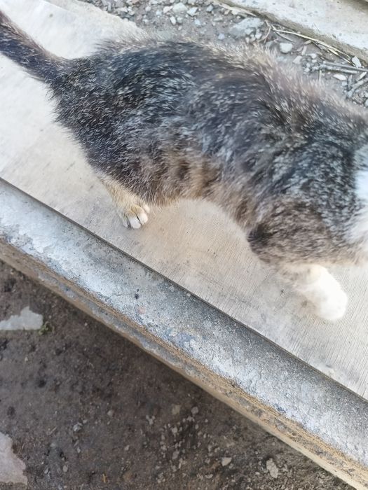 нежная маленька кошка