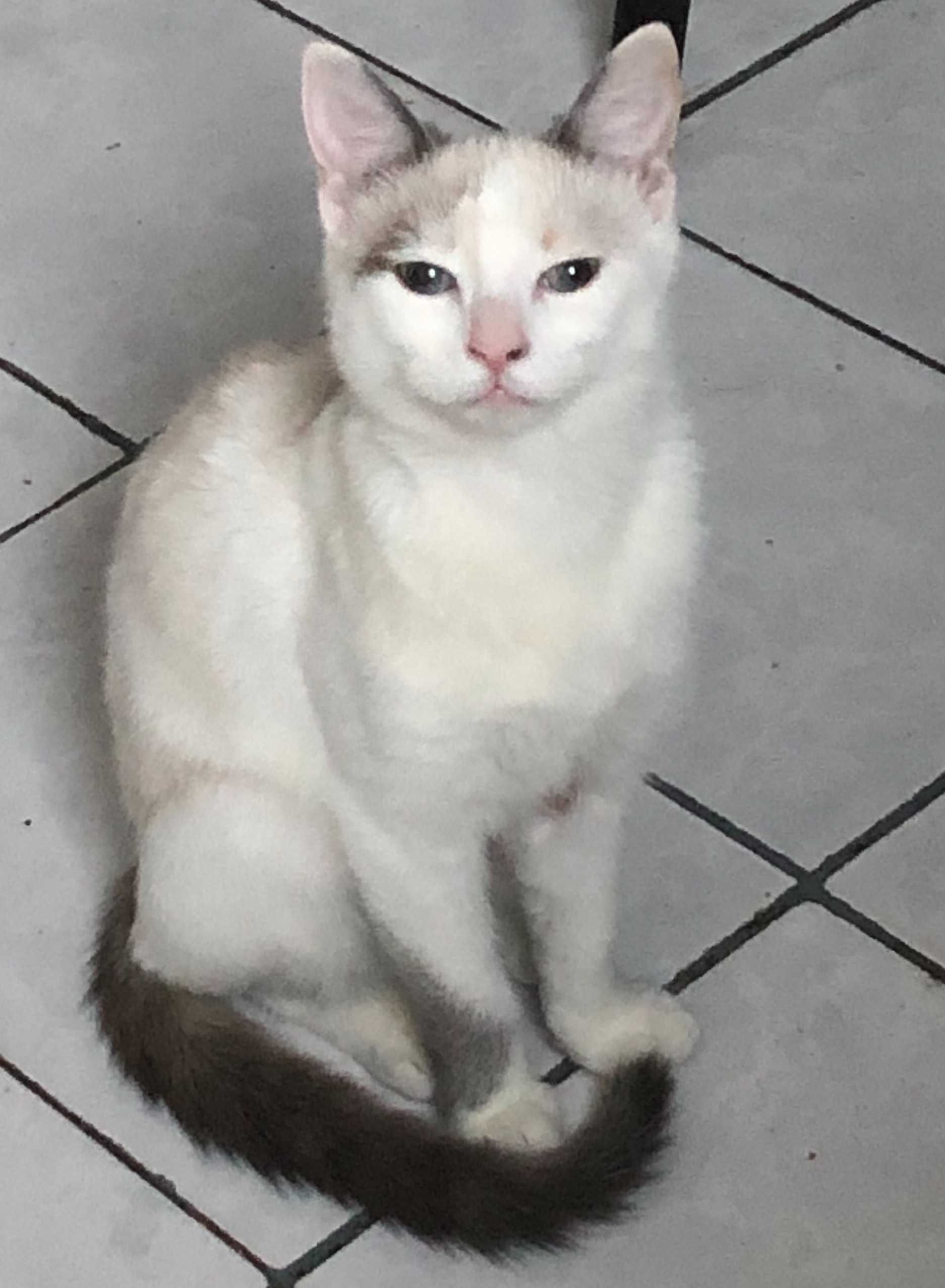Pentru adoptie adorabila pisicuta Kitty