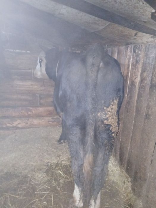 Продам быков на откорме