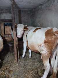 Vaca vânzare, Baltata românească