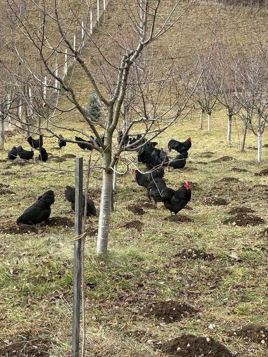 Ouă pentru incubat Australorp negru