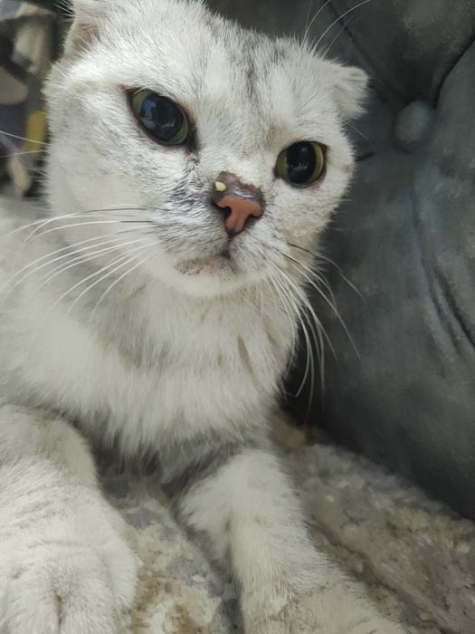 Продаю кошку шотландская порода