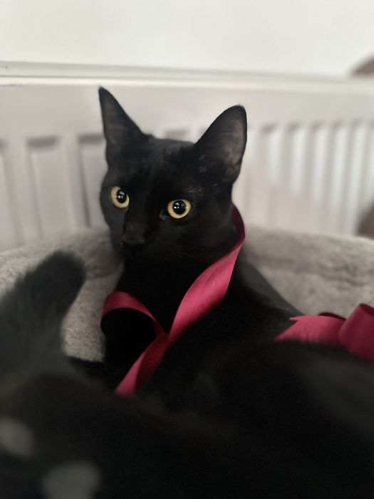 Channel isi cauta casuta