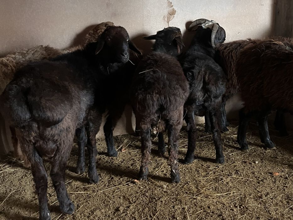 Семіз тоқты қошқар сектер