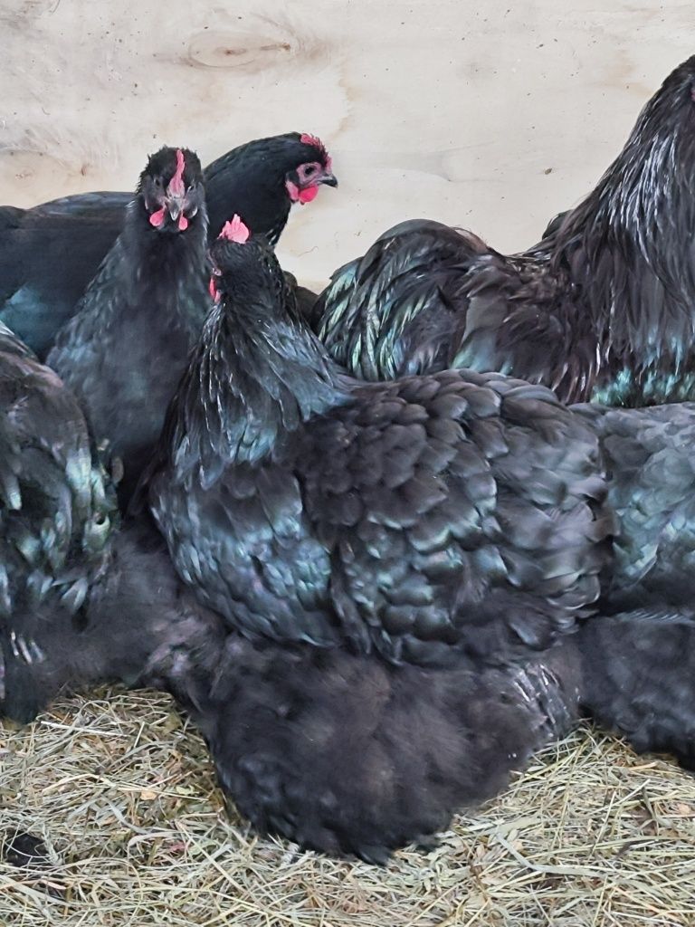 Vând oua incubat rasa Orpington negru și galben și Cochinchina