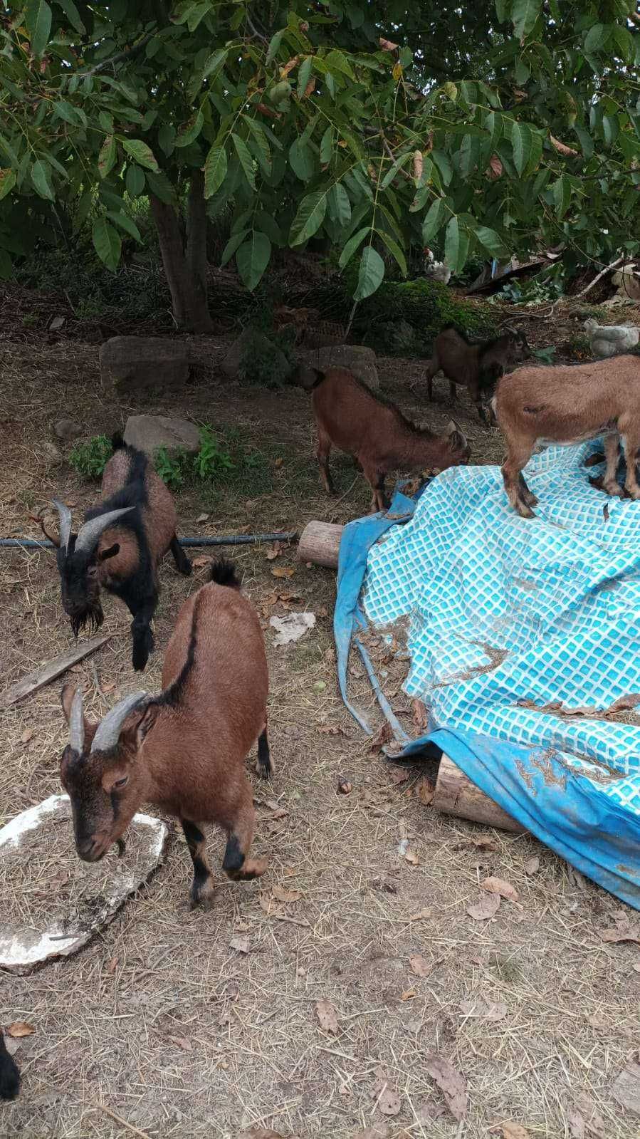 Capre de Camerun rasa pititca