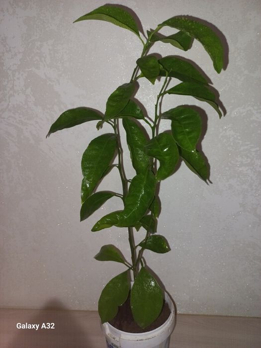 Лимон не привитый 2 года