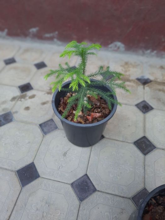 Tabiiy, tuvakdagi gullar
