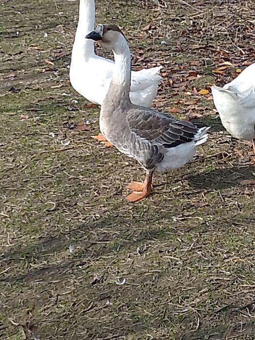 Gâște leșești și Eden