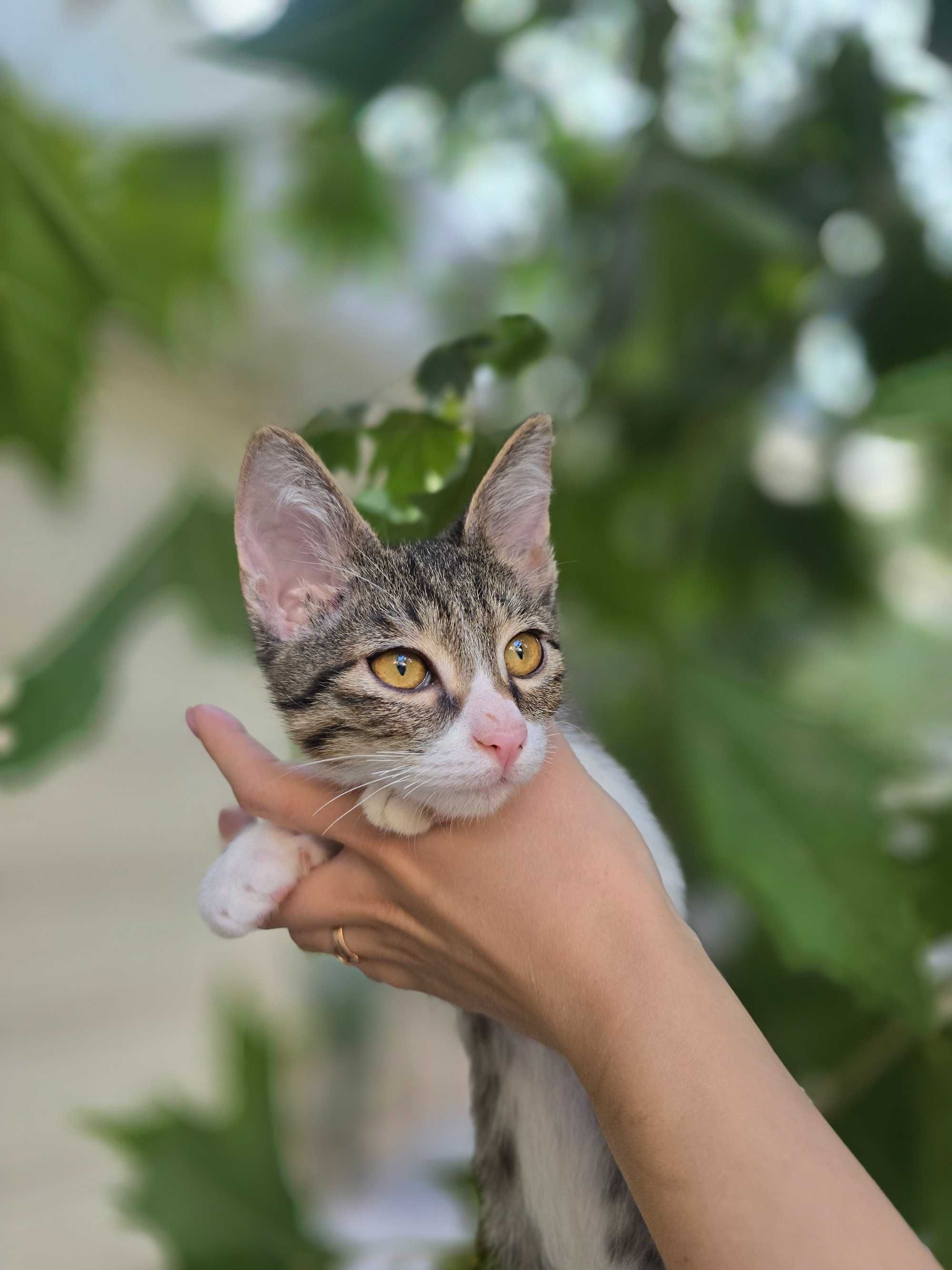 Котёнок, мальчик, 2 месяца