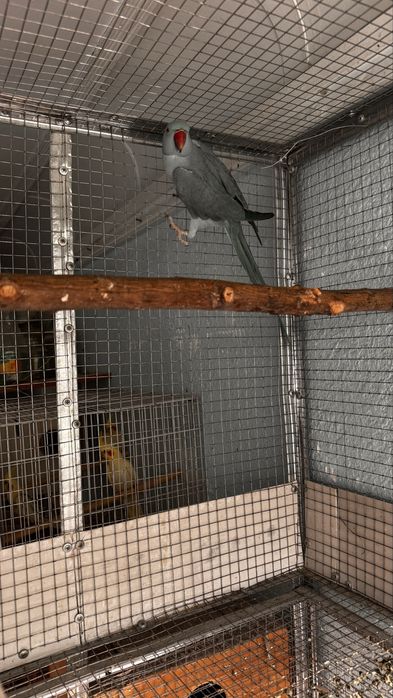 Toti qush papugay anjerella sotiladi kok nar