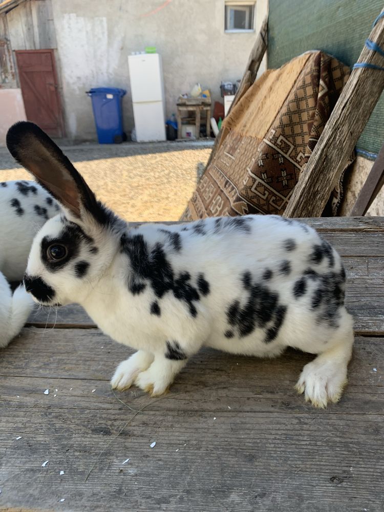 Pui rex tricolor si dalmatian