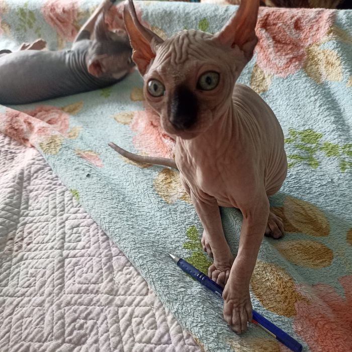 Котенок сфинкс эльф