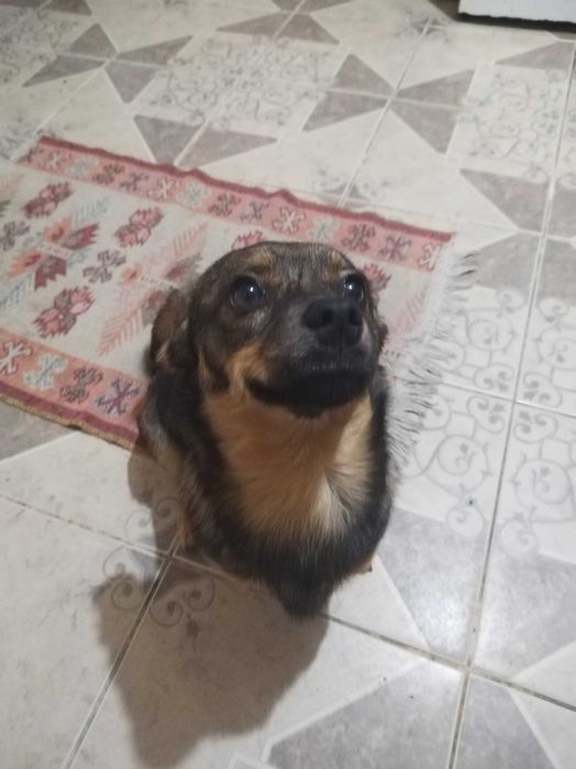 Donez șoricar cãtel de talie micã