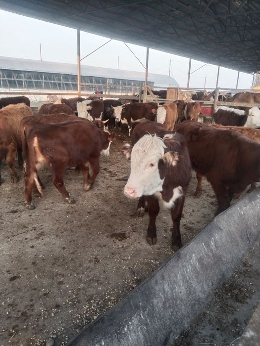 Продам телок согым сатам ургашы