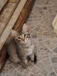 Donez un puiuț tigrat mascul