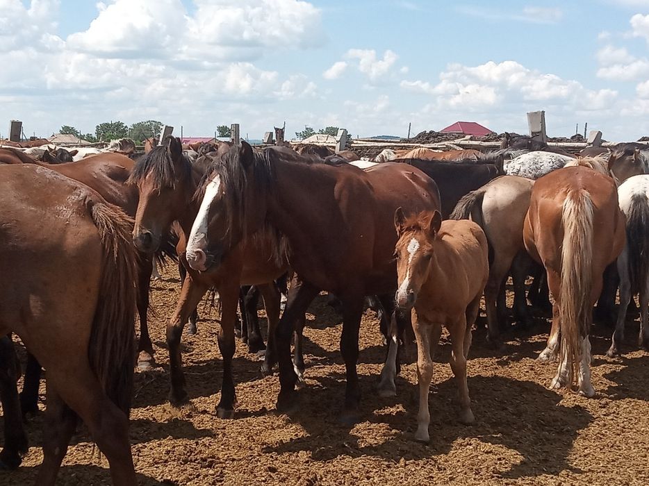 Бие7жас + ұрғашы құлын