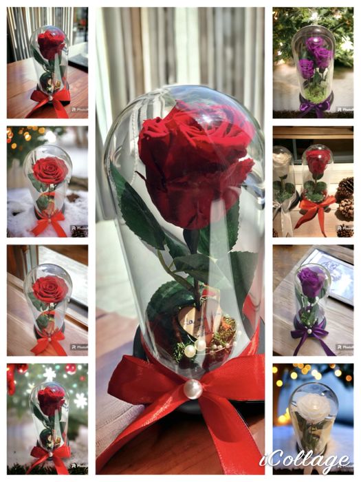 Trandafir criogenat in cupola 17-20-25cm