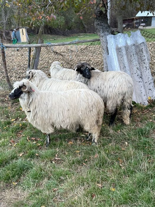 De vânzare oi tinere