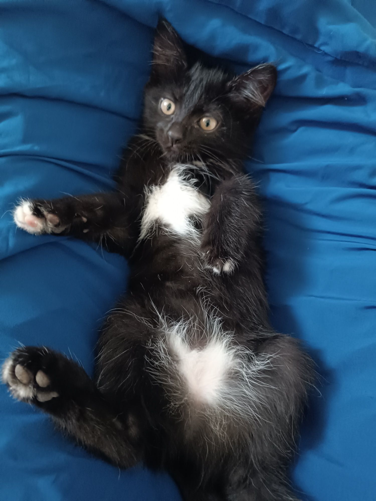 животное , котята домашние