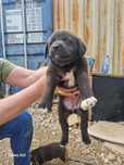 Catelusi pentru adoptie