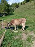 Vaca cu vițel de vanzare