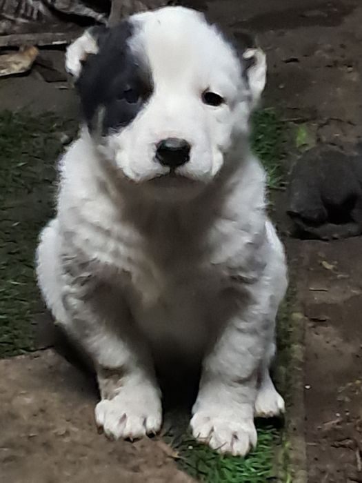 Алабаи щенки продажа