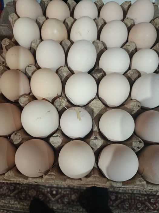 Яйца Домашние куриные