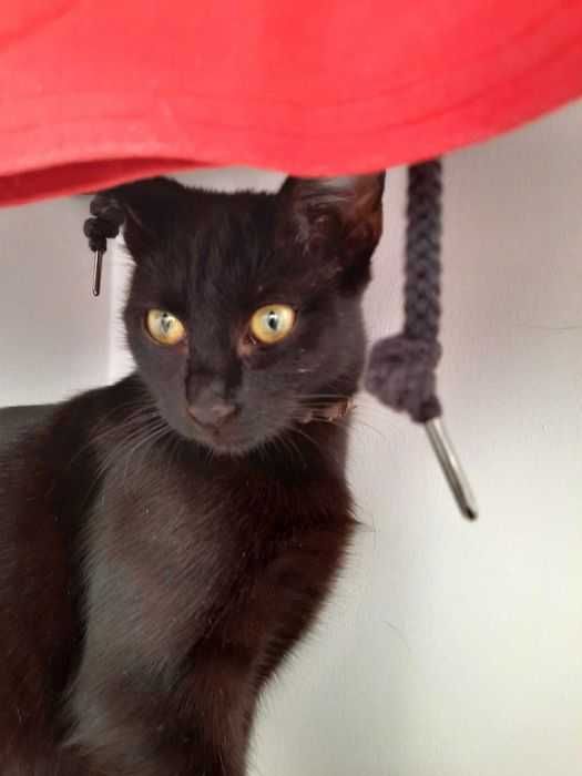 Adoptie pisica neagra castrata superba