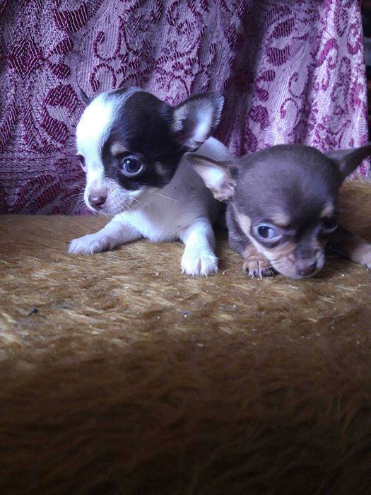 Кученца чихуахуа